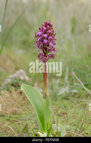 Riesigen Orchidee, Barlia Robertiana, Andalusien, Südspanien. Stockfoto