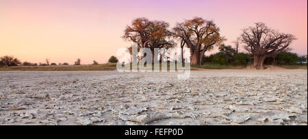 Baines Baobabs in Botswana Stockfoto
