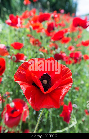 Gemeinsamen Mohn wächst am Rande am Straßenrand, Hereford, Großbritannien Stockfoto