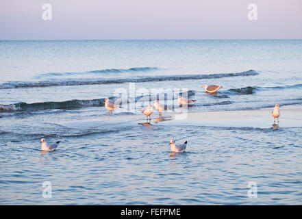 Weniger schwarz-backed Möwen (Chroicocephalus Ridibundus) in das Meer am Strand, Prerow, Darß, Fischland-Darß-Zingst Stockfoto