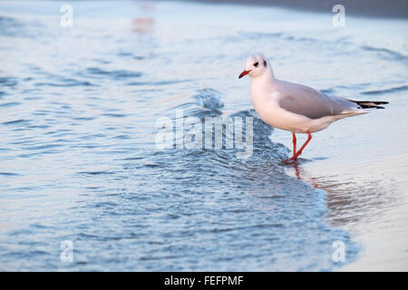 Weniger schwarz-backed Möwen (Chroicocephalus Ridibundus) im Wasser am Strand, Prerow, Darß, Fischland-Zingst Stockfoto