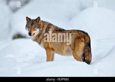 Eurasische Wolf, auch gemeinsame Wolf oder mittleren russischen Wald Wolf (Canis Lupus Lupus) stehen im Schnee, Kanton Schwyz Stockfoto