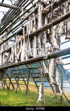 getrockneten Kabeljau hängen auf Holzstützen, Lofoten Inseln, Norwegen Stockfoto