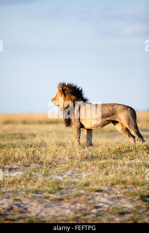 African Lion in die Buschfeld Stockfoto