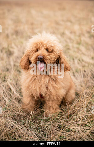 Rote Pudel in der Natur sitzen auf dem Rasen Stockfoto