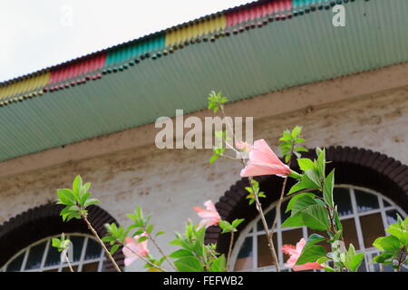 Halb geschlossen rosa Hibiskus Blumen unter stürmischen Himmel außen Gebriel Bete-St.Gabriel orthodoxen christlichen Kirche-Kombolcha-Äthiopien. Stockfoto