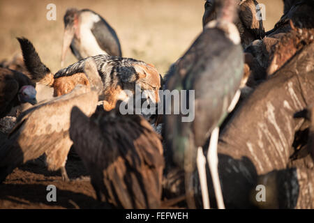 Ein schwarzer Schakal gesichert Stockfoto