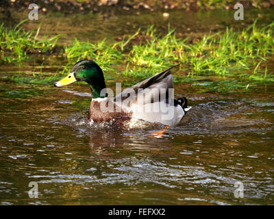 Drake Stockente (Anas Platyrhynchos) planschen im flachen Wasser, wie es seine Federn in Frühlingssonne preens Stockfoto