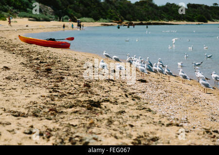 Möwen die Melbourne Wetter an einem Strand mit einem kleinen Boot und Menschen im Hintergrund genießen. Stockfoto