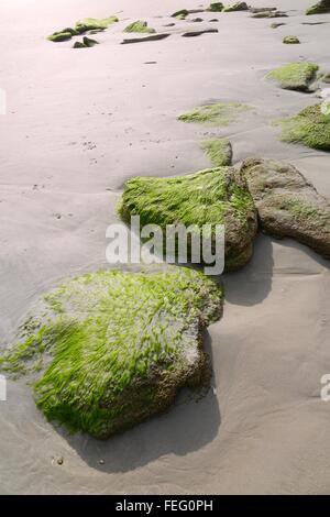 Coquine Felsen bedeckt mit Algen am Strand, Flagler County, Florida Stockfoto