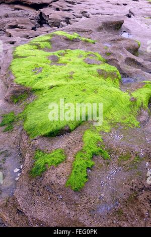 Coquine Felsen bedeckt mit Algen am Strand, Flagler County, Florida Stockfoto