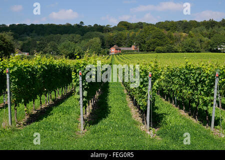 Englische Weinberg Stockfoto