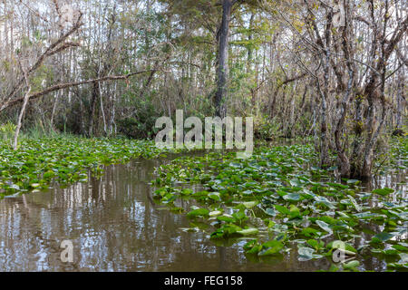 Feuchtgebiete Vegetation, Süd-Florida. Stockfoto