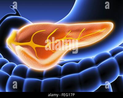 Querschnitt der menschlichen Bauchspeicheldrüse, zeigt den Pankreasgang. Sichtbar sind auch Bestandteil von Stomac, Gall Blader und große und Stockfoto