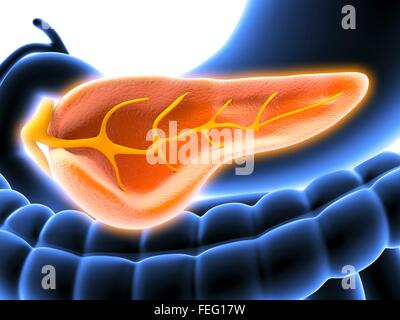 Querschnitt der menschlichen Bauchspeicheldrüse, zeigt den Pankreasgang. Sichtbar sind auch Bestandteil von Stomac, Gall Blader und große und Stockfoto