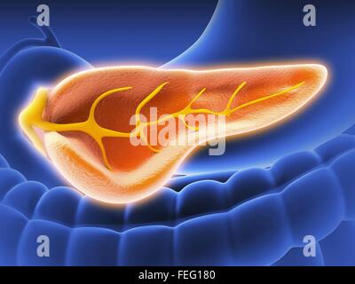 Querschnitt der menschlichen Bauchspeicheldrüse, zeigt den Pankreasgang. Sichtbar sind auch Bestandteil von Stomac, Gall Blader und große und Stockfoto