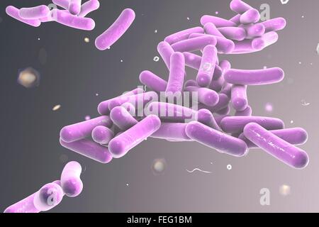 Illustration von stäbchenförmigen Bakterien. Stäbchenförmige Bakterien zählen Escherichia coli, Salmonellen, Shigellen, Legionellen, Stockfoto