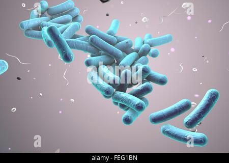 Illustration von stäbchenförmigen Bakterien. Stäbchenförmige Bakterien zählen Escherichia coli, Salmonellen, Shigellen, Legionellen, Stockfoto