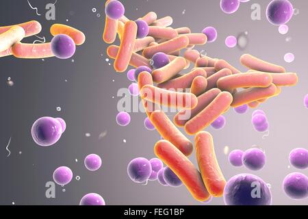 Illustration von stabförmigen und kugelförmige (Kokken) Bakterien. Stäbchenförmige Bakterien zählen Escherichia coli, Salmonellen, Shigellen, Stockfoto