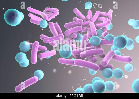 Illustration von stabförmigen und kugelförmige (Kokken) Bakterien. Stäbchenförmige Bakterien zählen Escherichia coli, Salmonellen, Shigellen, Stockfoto