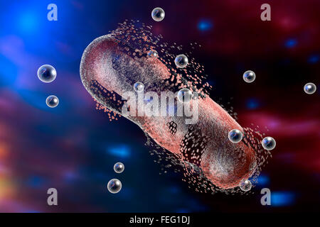 Beispiel für die Zerstörung eines Bakteriums durch die Wirkung von Silber-Nanopartikeln. Stockfoto