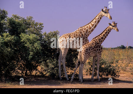 Niger, Westafrika.  Erwachsene und junge Giraffe zusammenstehen. Stockfoto