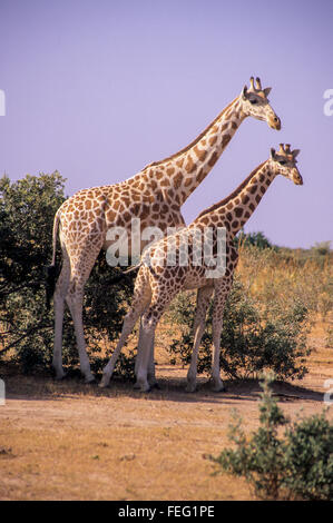 Niger, Westafrika.  Erwachsene und junge Giraffe zusammenstehen. Stockfoto