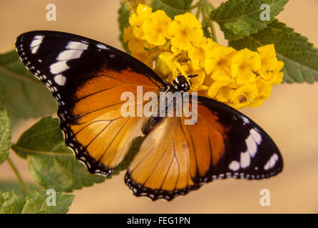 Der Natur Tarnung.  Eine gelbe Spinne erobert und eine weibliche Hypolimnas Misippus Schmetterling gelähmt.  Niamey, Niger. Stockfoto