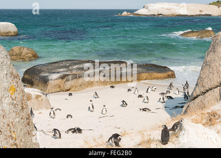 Afrikanische Pinguine am Boulders Beach, Simons Town, Kap-Halbinsel, Kapstadt Gemeinde, Western Cape, Südafrika Stockfoto