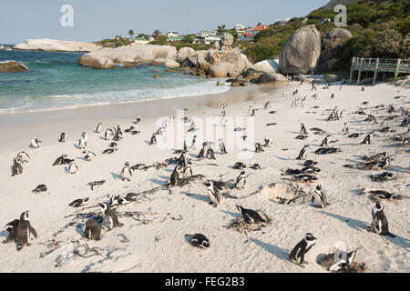 Afrikanische Pinguine am Boulders Beach, Simons Town, Kap-Halbinsel, Kapstadt Gemeinde, Western Cape, Südafrika Stockfoto