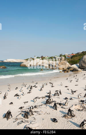 Afrikanische Pinguine am Boulders Beach, Simons Town, Kap-Halbinsel, Kapstadt Gemeinde, Western Cape, Südafrika Stockfoto