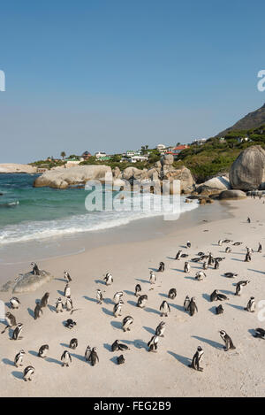 Afrikanische Pinguine am Boulders Beach, Simons Town, Kap-Halbinsel, Kapstadt Gemeinde, Western Cape, Südafrika Stockfoto