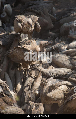Geier in afrikanischen Busches Stockfoto