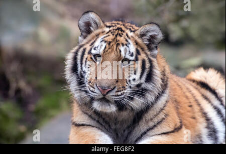 Männliche Amur Tigerbaby Blick in Richtung Kamera Stockfoto