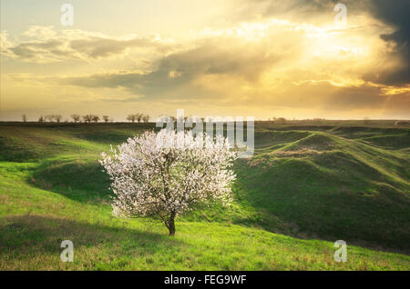 Frühling Baum in Bergwiese. Natur-Komposition. Stockfoto