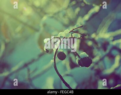 Bunte Herbstblätter mit Abstauben von Frost. Stockfoto