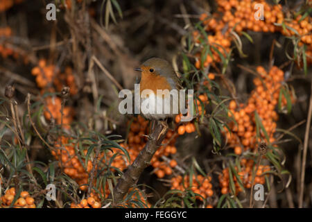 Robin am Sanddorn Stockfoto