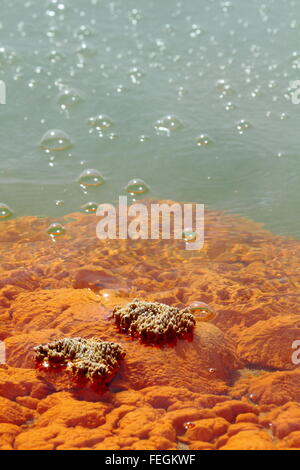 Champagne Pool in die atemberaubende und erstaunliche geothermischen Landschaft von Wai-O-Tapu Thermalbereich, Rotorua, Neuseeland. Stockfoto