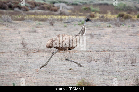 Erwachsenen Emu laufen durch die Wüste - Lake Mungo National Park New South Wales Australien Stockfoto