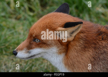 Fox (Vulpes vulpes) im British Wildlife Centre, Surrey, England, Großbritannien Stockfoto