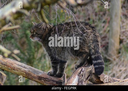 Schottische Wildkatze am britischen Wildlife Centre (Felis Silvestris Silvestris) Stockfoto