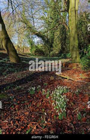 Schneeglöckchen in einem Wald im Spätwinter im Vereinigten Königreich (Galanthus Nivalis), Stockfoto