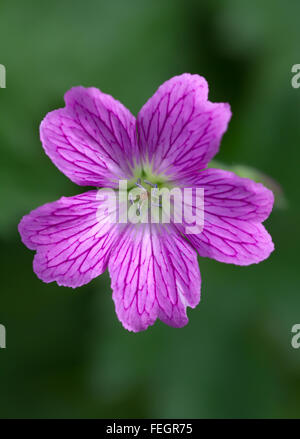 Endres Storchschnabel (Geranium Endressii lat.) Stockfoto