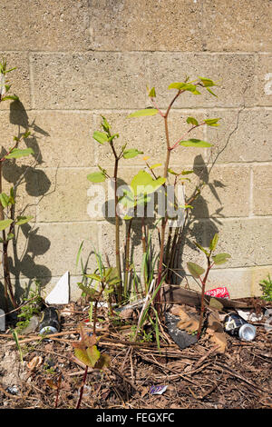 japanische Knotenweed fallopia oder reynoutria japonica in urbaner Umgebung Stockfoto