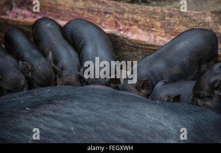 Fütterung der Schweine zu säen Stockfoto