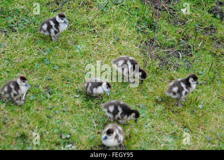 neugeborenes Baby Gänse Stockfoto