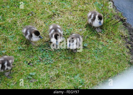 Baby-Gänse zu schwimmen gehen Stockfoto