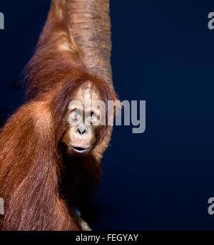 Tiere: junge Orang-Utan, Portrait auf dunkelblauem Hintergrund Stockfoto