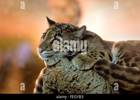 Tiere: junge getrübt Leopard (Neofelis Nebulosa) erholend Stockfoto