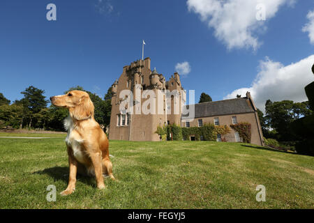 Cocker Spaniel Hund sitzt neben Crathes Castle in Royal Deeside, Aberdeenshire, Schottland, Großbritannien. Stockfoto